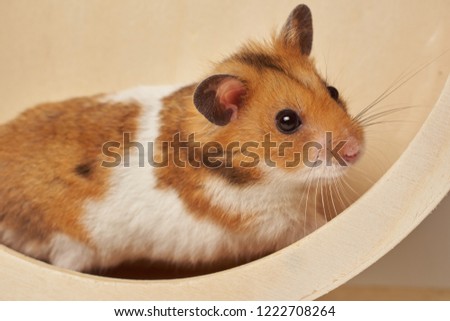 Syrian hamster play with an hamster wheel white background             