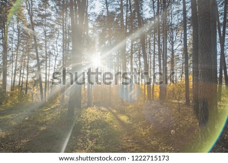 Autumn colors in forest