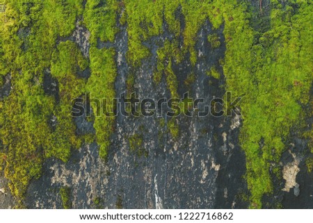 green moss background beautiful texture 