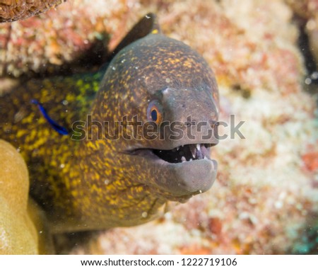 Portrait of Moray eels on the reef of the Indian ocean. Maldives.
