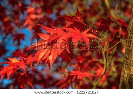 In autumn, nature paints the leaves colorfully and enchants us with so many colors. Concept: recreation or autumn