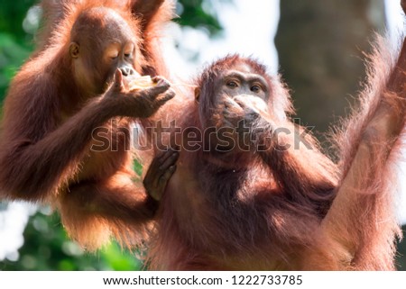 A closeup photo of a bornean orangutan Pongo pygmaeus while hanging on a vine and eating bamboo. A photo of a mother and child bornean orangutan Pongo pygmaeus