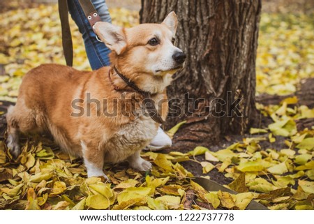 Corgi dog on a walk at park. Life of pets