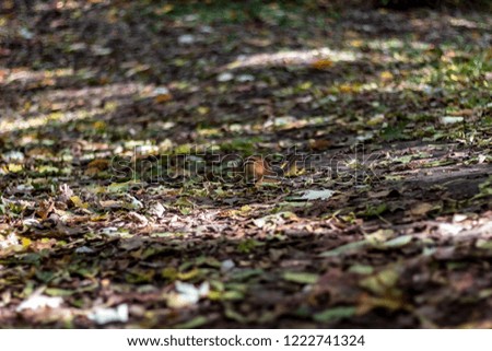A plump and energetic chipmunk playing and looking for food on the leaf covered forest floor of High Park, Toronto Ontario, Canada.