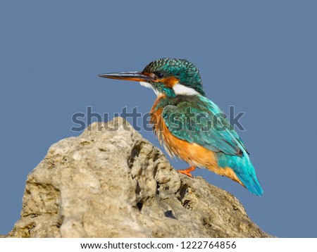 Common Kingfisher Standing on Sea Rock, Closeup Portrait