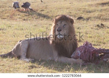 Lion Eating a Zebra