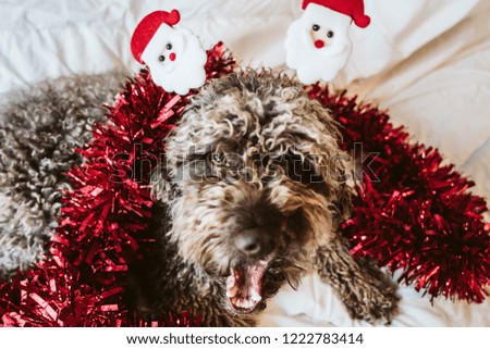 
Sweet and funny brown spanish water dog wearing a costume with Christmas props. Christmas decoration for the holidays. Lifestyle.