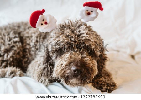 
Sweet and funny brown spanish water dog wearing a costume with Christmas props. Christmas decoration for the holidays. Lifestyle.