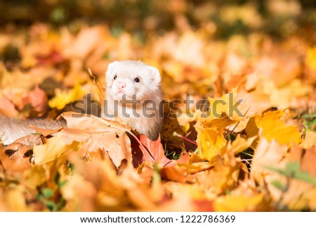 Fluffy ferret pet posing in the forest.