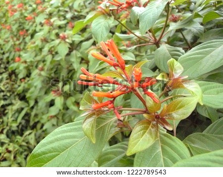 A Photo of Scarlet bush, Firebush, Hummingbird Bush or Redhead  flower (scientific name; Hamelia patens Jacq.) Close up leaves color for texture and background.