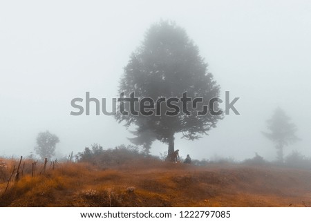 Morning Foggy Silhouette in countryside Nature In Autumn background wallpaper  for winter