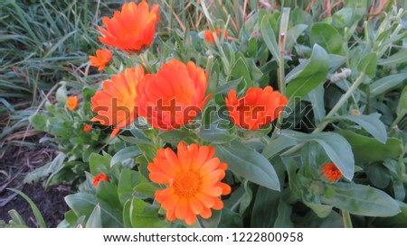 Calendula orange sun flowers