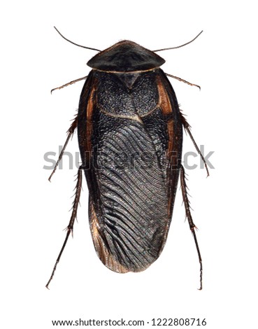 Cockroach, Egyptian desert roach, Polyphaga aegyptiaca (Neoptera: Blattodea) isolated on a white background 