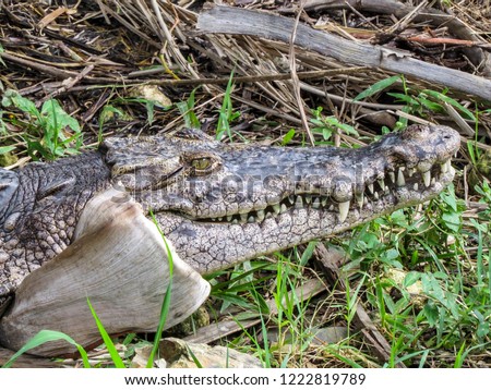 American Crocodile - Crocodylus acutus in Dominican Republic, tropical island of the caribbean