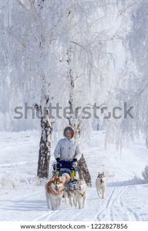 Woman musher hiding behind sleigh at sled dog race on snow in winter.