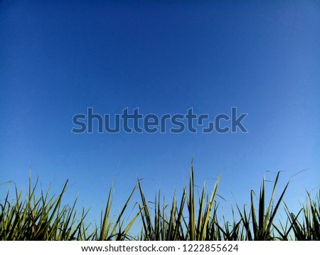 reeds and blue sky