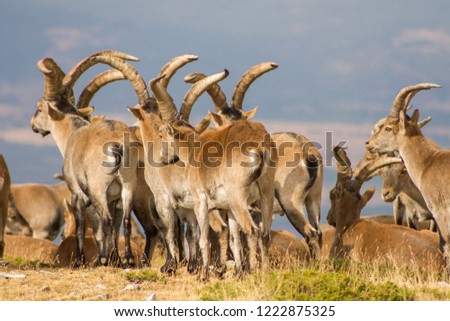 P.N. de Guadarrama, Madrid, Spain. Back view of herd of male wild mountain goats standing together in summer.
