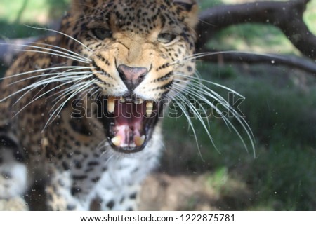 An angry leopard roaring showing its teeth.