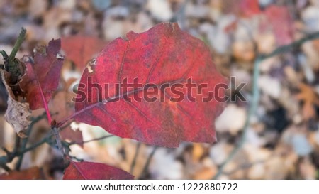 red autumn leaf in the forest
