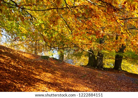 Golden autumn in Scandinavian forest. Trees in autumn and thick carpet of red leaves on the ground. Nature background for autumn season.