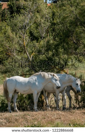 White horses in french camargue