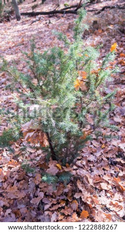 green juniper in autumn forest