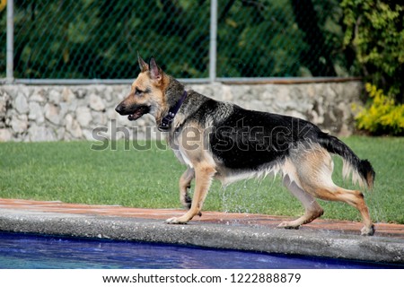 German Shepherd standing around the pool