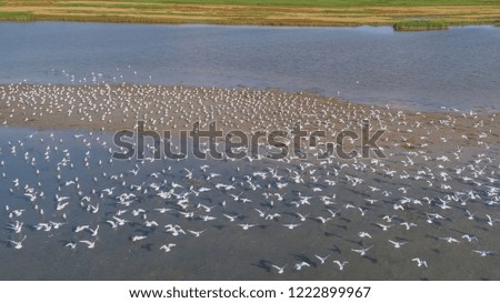 seagulls in flight in Danube Delta, Romania