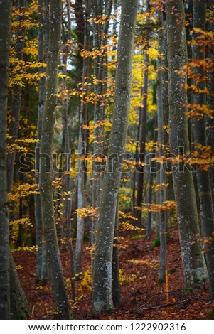 An autumn forest landscape. Close-up view of beech trees, green and golden leaves, Germany