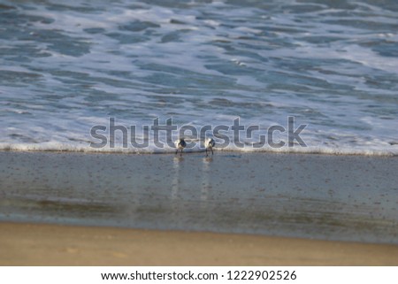 Sanderling birds at the waterline of a sandy beach