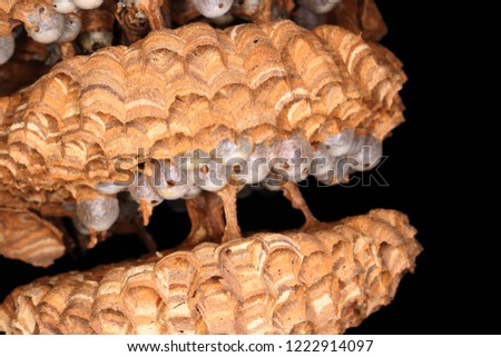 Isolated empty and sealed cells with larvae and pupae in the European hornet (Vespa crabro L.) nest with envelope layers partly detached to show the inner cell structure against a black background