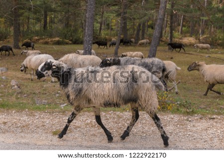 Flock of sheep walking