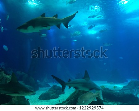 Shark swimming in ocean 