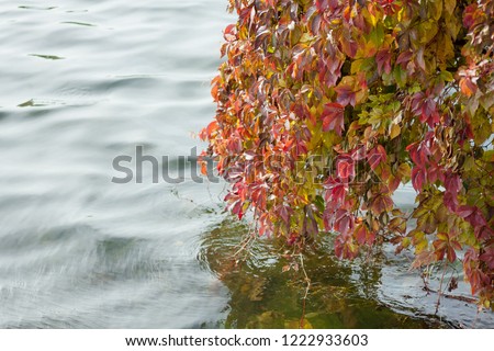 Bright red, yellow and green leaves of wild grapes (ivy) near the water. Natural autumn background with free space for text on the left side of the picture