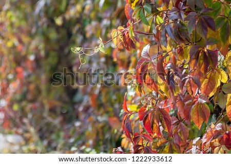 Bright red, yellow and green leaves of wild grapes (ivy) under the sunlight in autumn season. Natural autumn background with free space for text on the left side of the picture