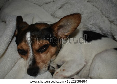 dog chihuahua beagle