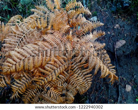 beautiful dry fern in the forest in autumn