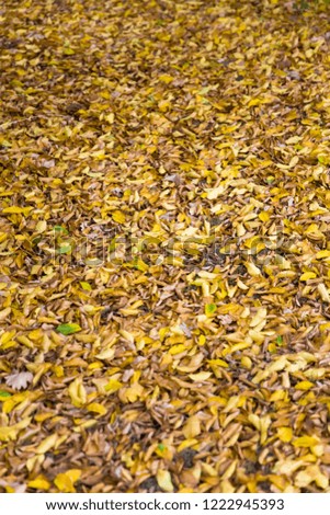 View at yellow autumn leaves on the ground