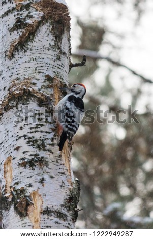 woodpecker in winter on birch. snowfall. winter forest and its birds