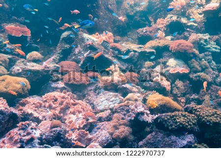 fishes and corals underwater reef, colorful  sealife
