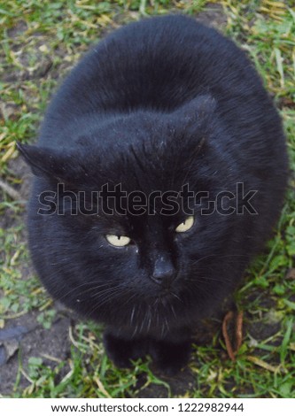black cat on green grass

