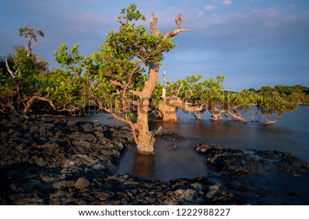 Long exposure of mangrove trees at sunset. Photo taken on Nosy be, Madagascar. Royalty-Free Stock Photo #1222988227
