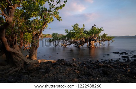 Long exposure of mangrove trees at sunset. Photo taken on Nosy be, Madagascar. Royalty-Free Stock Photo #1222988260