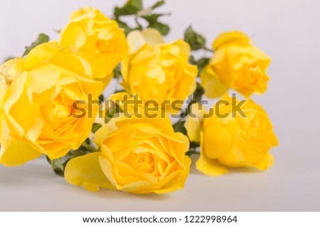 Yellow roses on white grey background