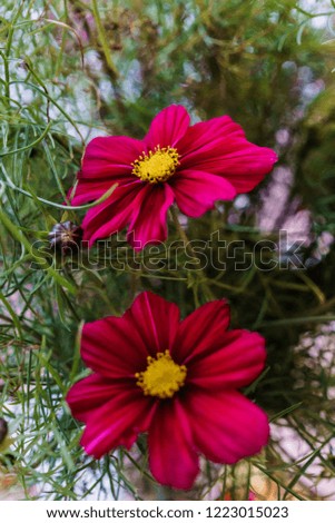 Beautiful kosmeya flowers. Image of a beautiful red kosmeya flower in the garden.