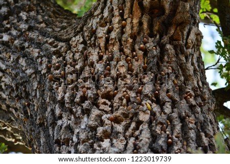 These are acorns in a blue oak tree that have been stashed away by a woodpecker. This tree is located in the western part of Northern California. 