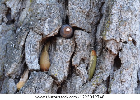 These are acorns in a blue oak tree that have been stashed away by a woodpecker. This tree is located in the western part of Northern California. 