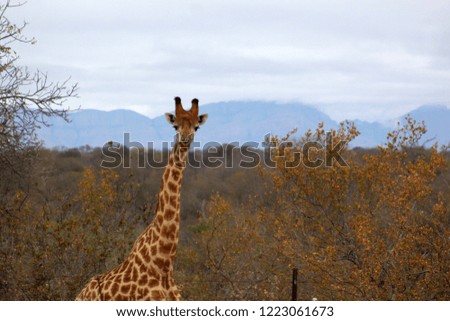 This is a picture of a very beautiful giraffe withva very nice background, this was taken in Kruger Park, South-Africa