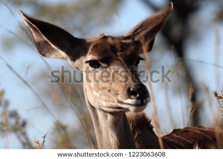 This is a picture of a very beautiful female kudu, this was taken in Kruger Park, South-Africa
