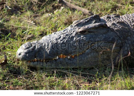 This is a picture of a very beautiful crocodile with his thoot visible, this was taken in Saint Lucia, South-Africa
